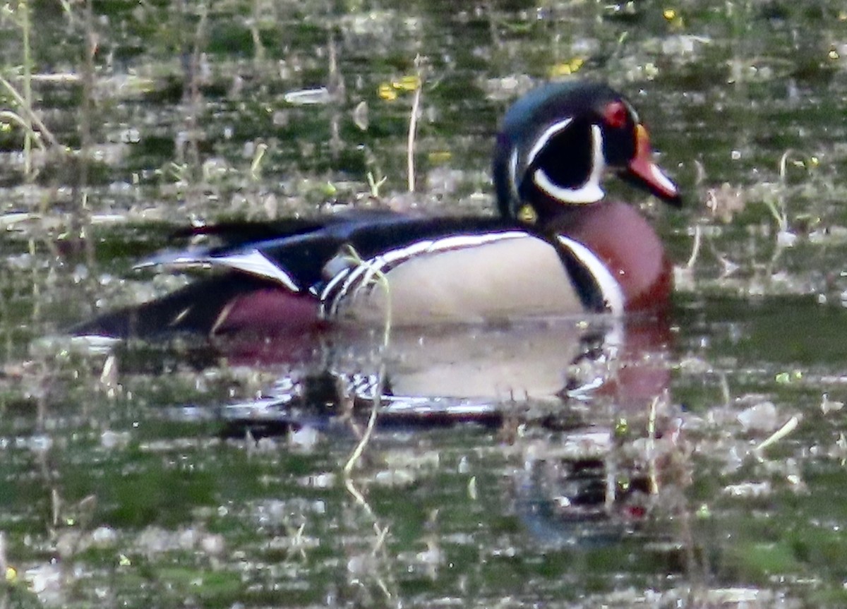 Wood Duck - Lawrence Zoller