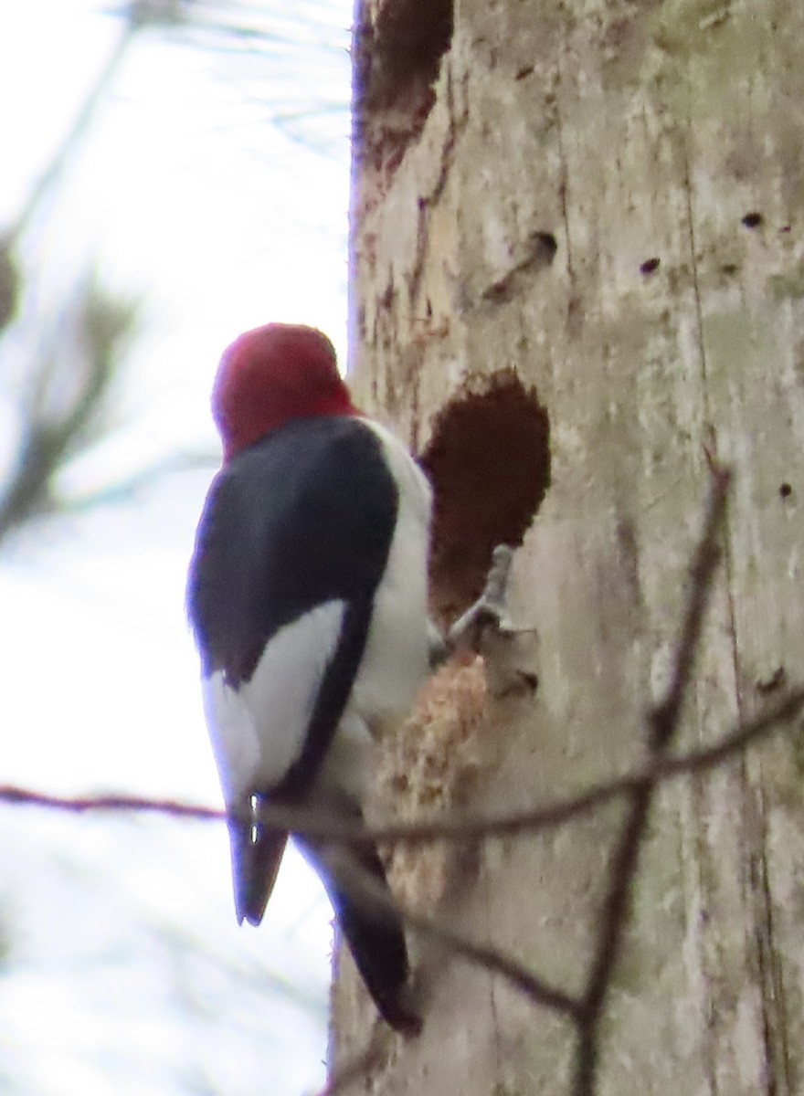 Red-headed Woodpecker - ML569001581