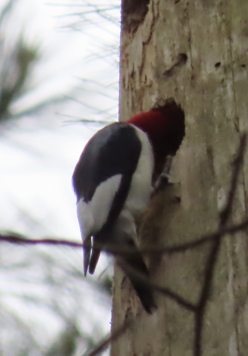 Red-headed Woodpecker - ML569001591