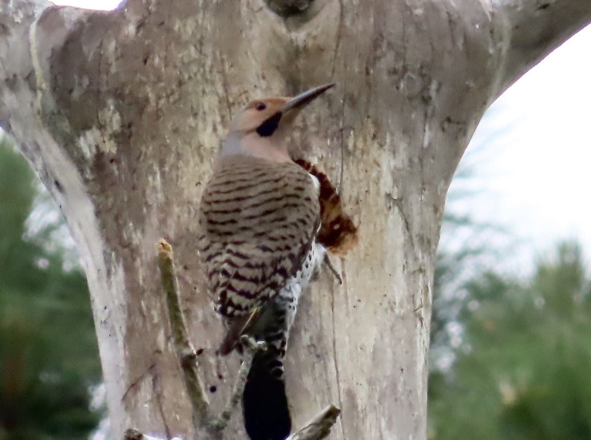 Northern Flicker - ML569001661