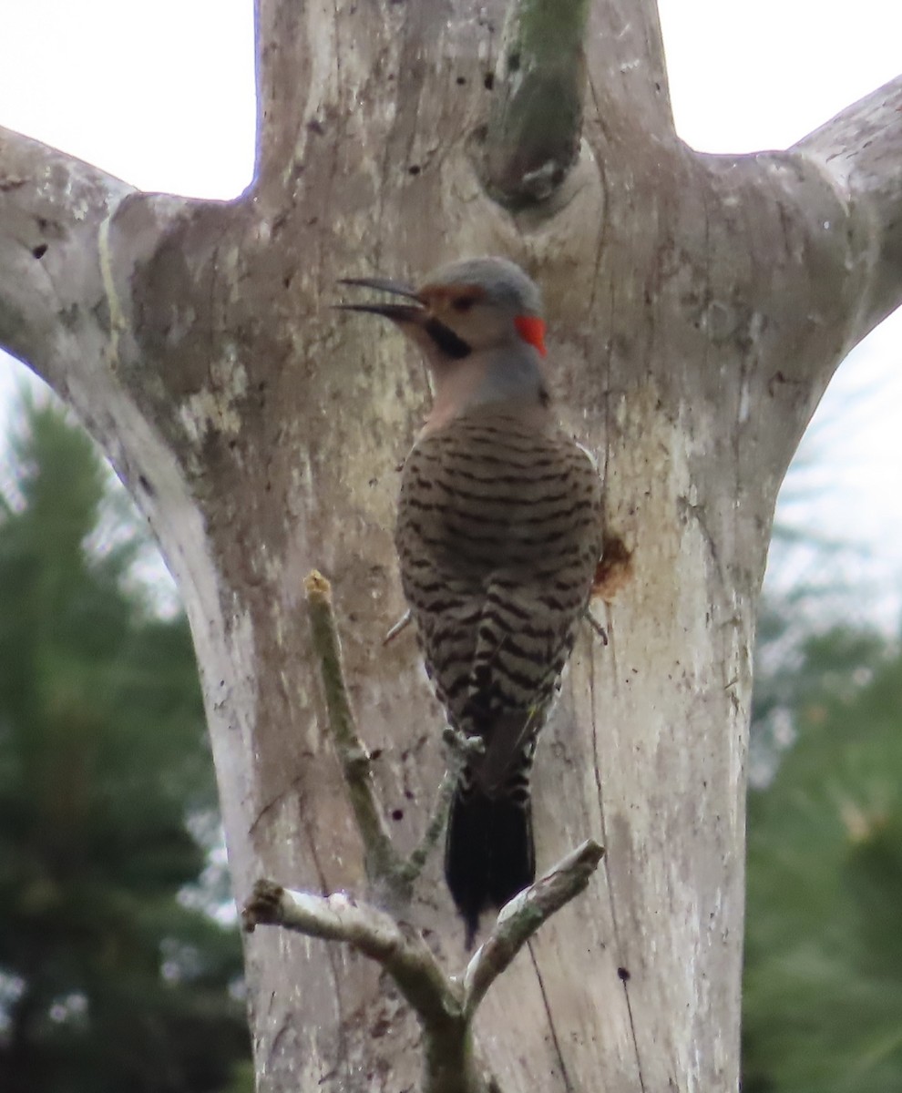 Northern Flicker - ML569001671