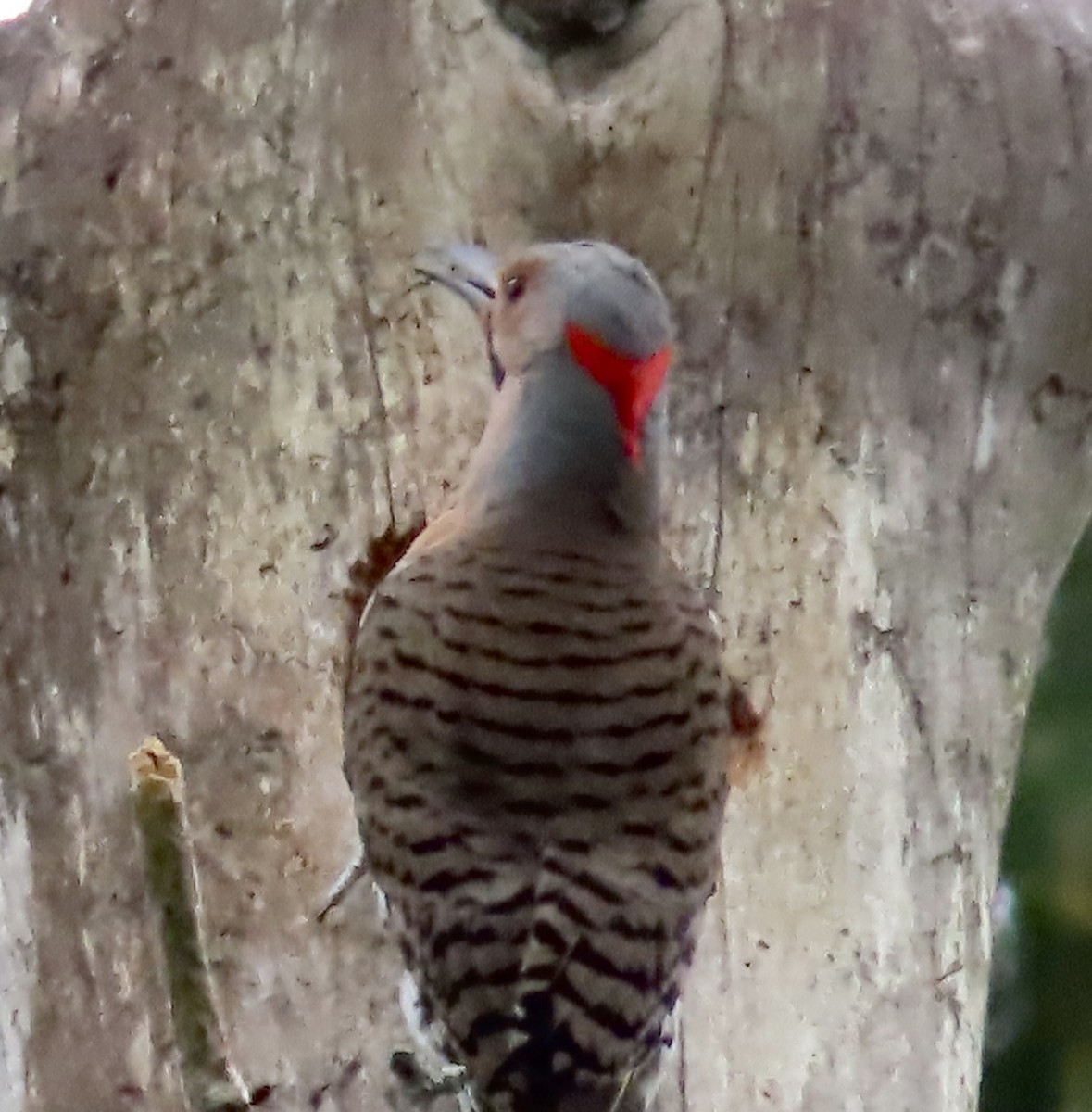 Northern Flicker - ML569001681
