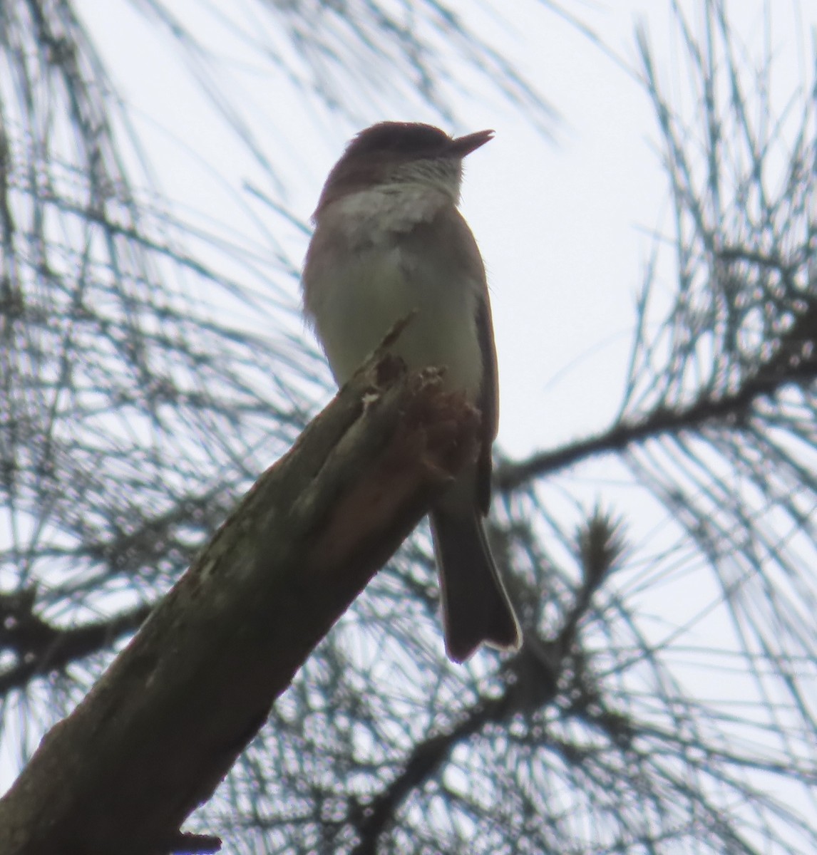 Eastern Phoebe - ML569001811
