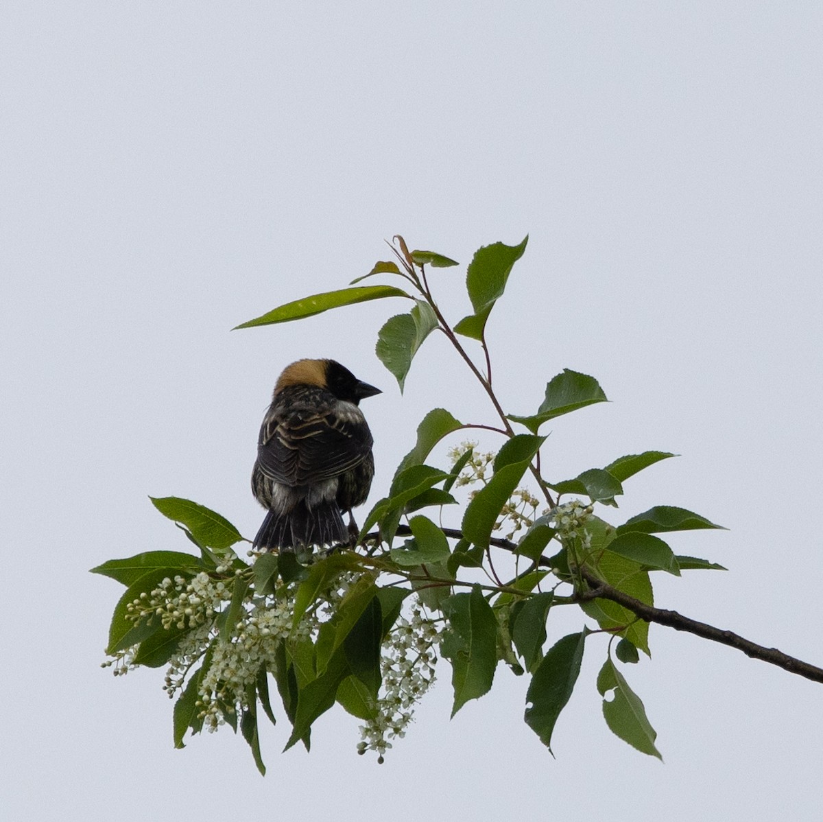 Bobolink - Bryan Henson