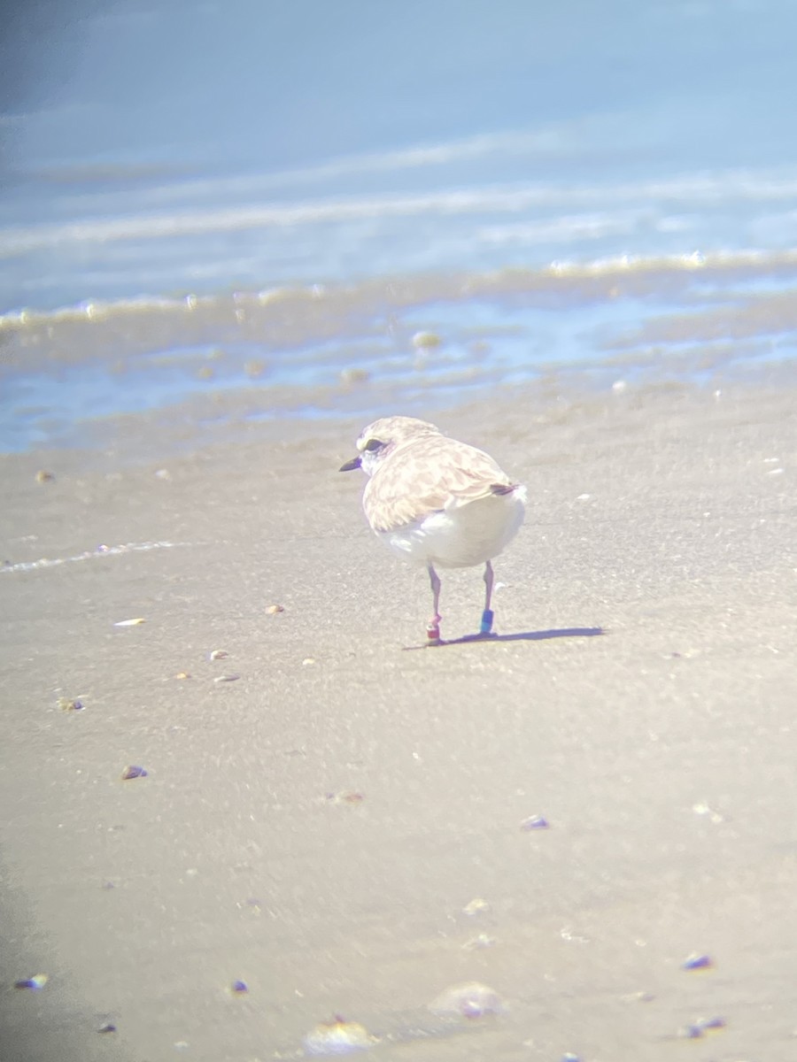 Snowy Plover - Daniel Froehlich