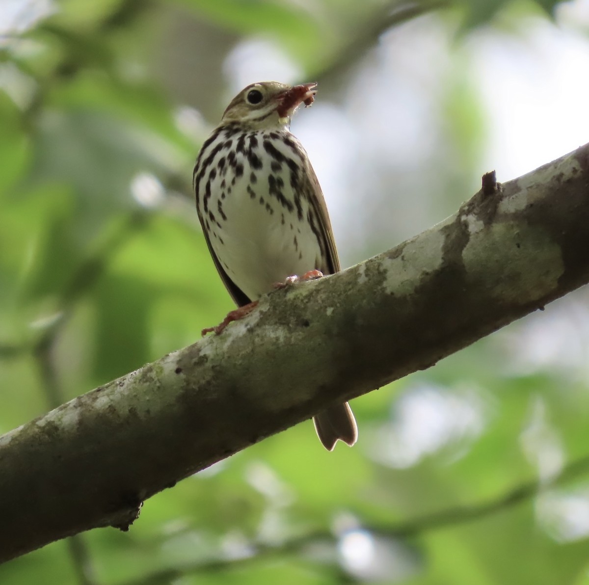 Ovenbird - ML569002971