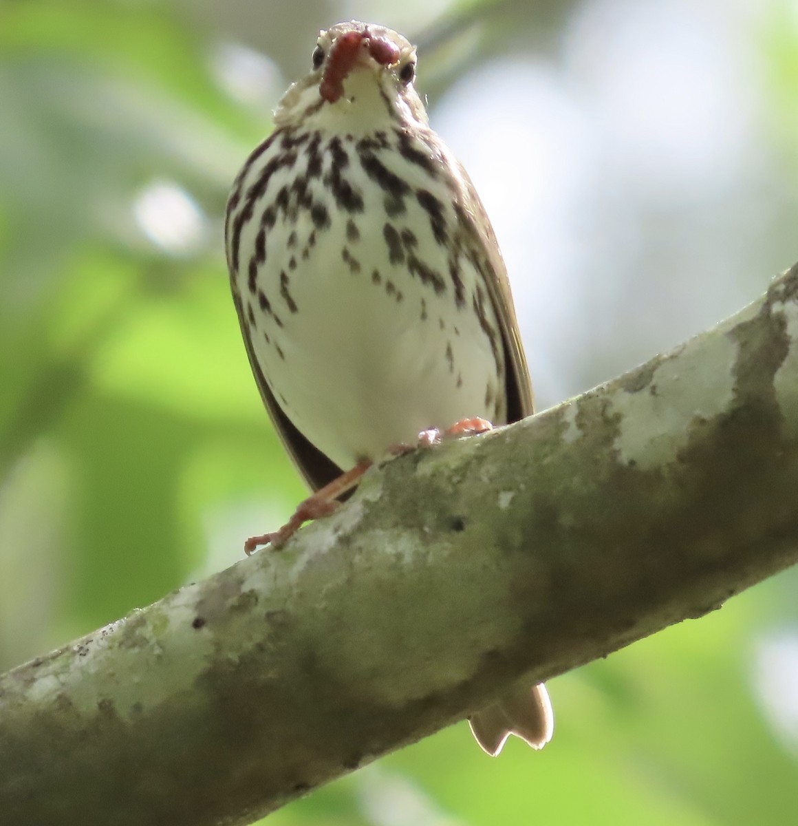 Ovenbird - ML569002981