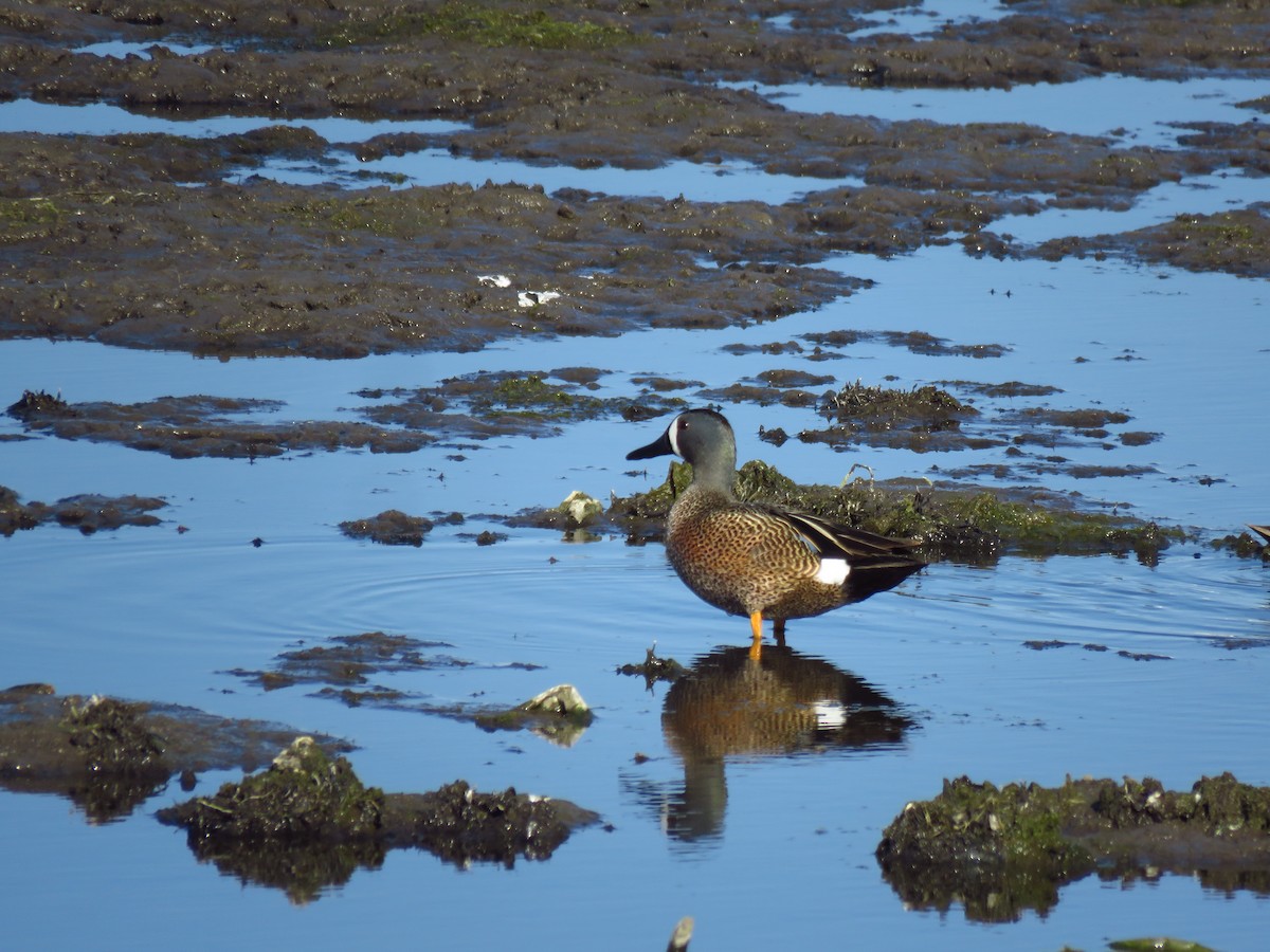 Blue-winged Teal - Ken Orich