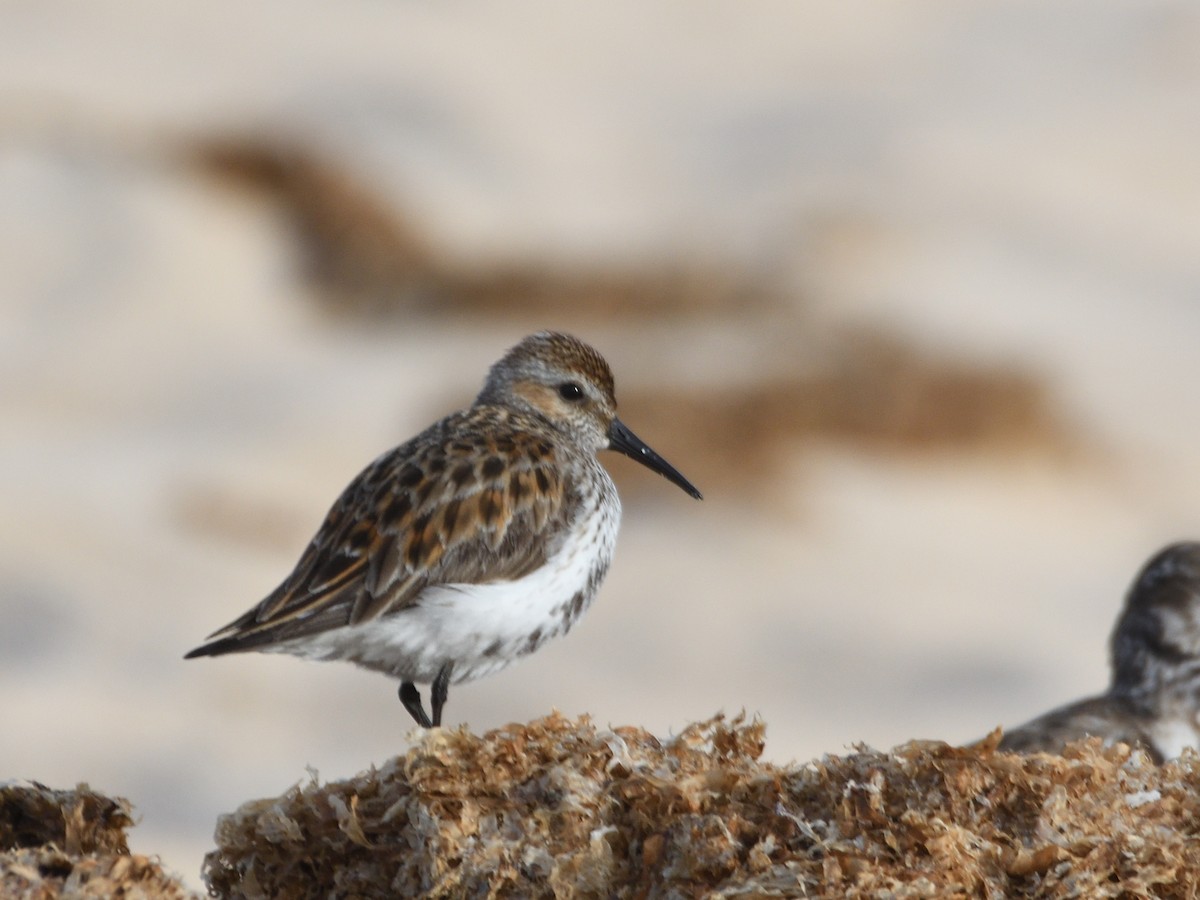 Dunlin - ML569004091