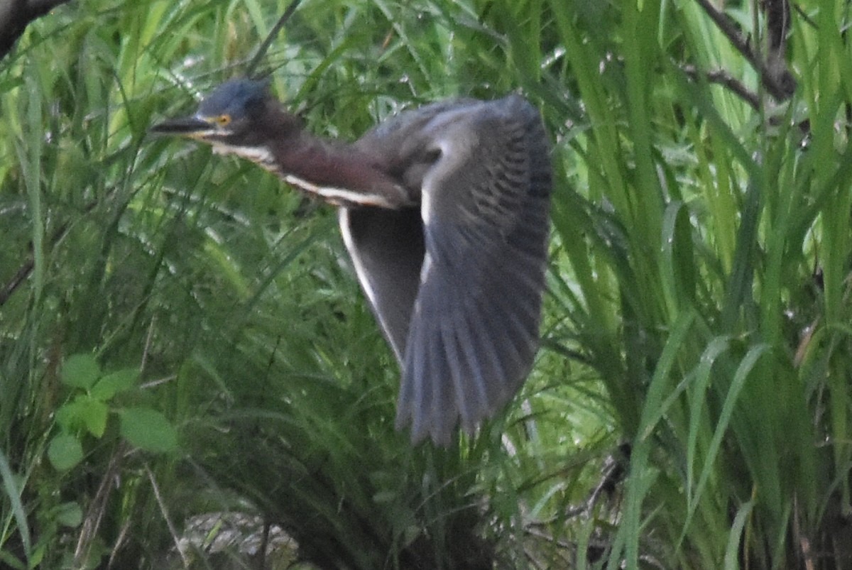 Green Heron - ML56900441