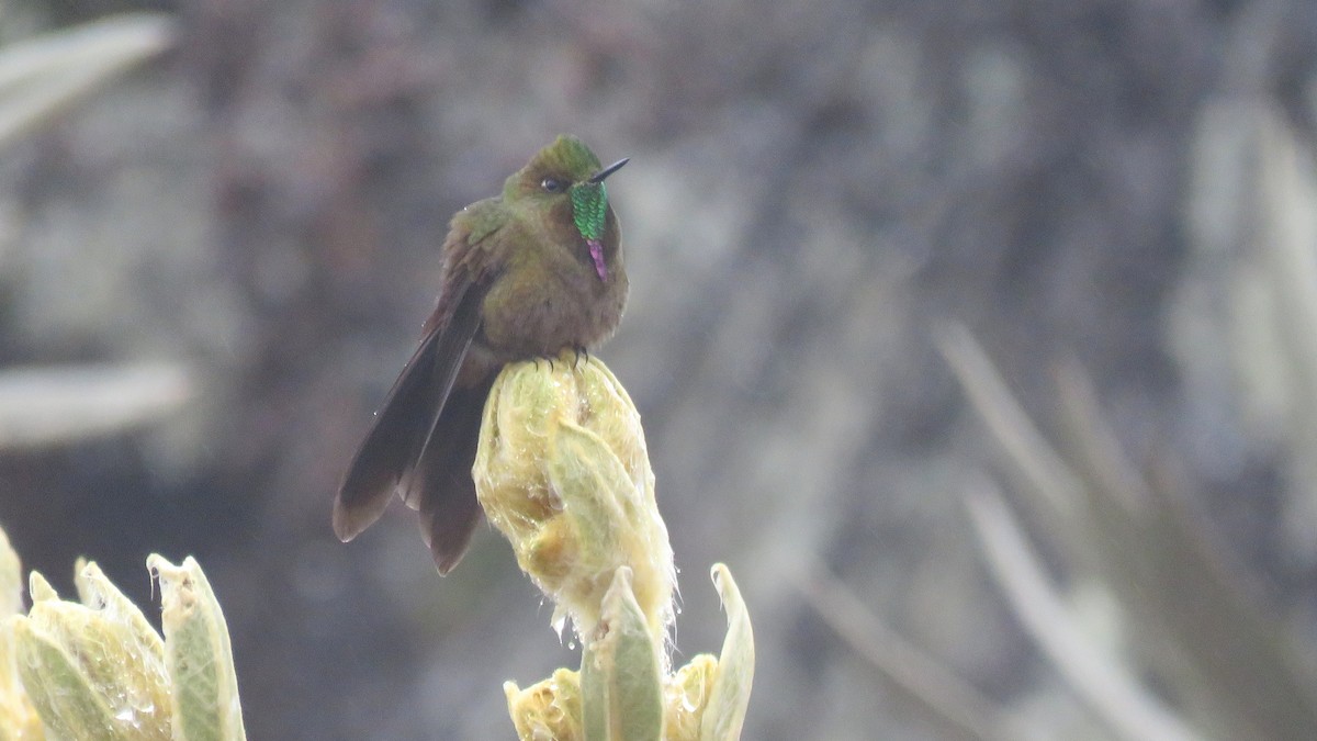 kolibřík hnědobrvý - ML56900521