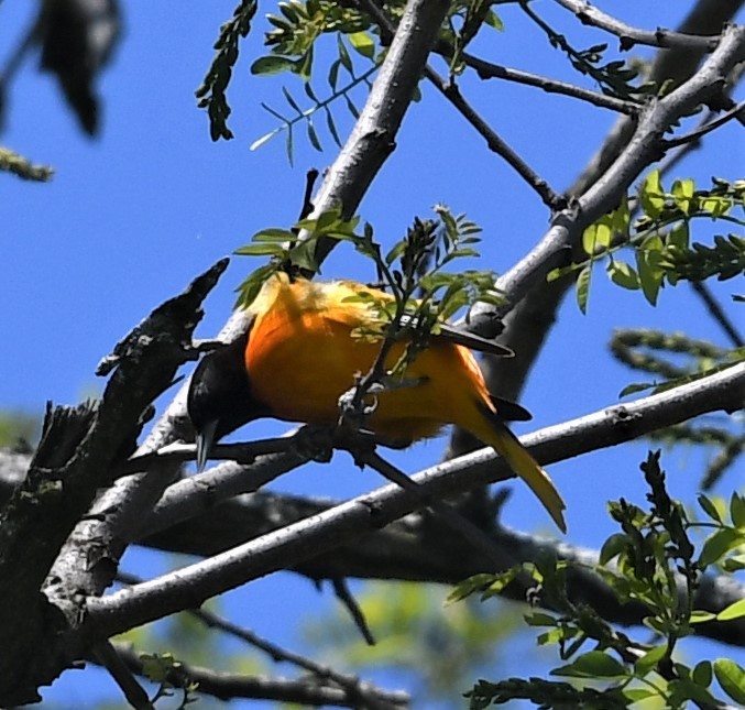 Baltimore Oriole - ML569005321