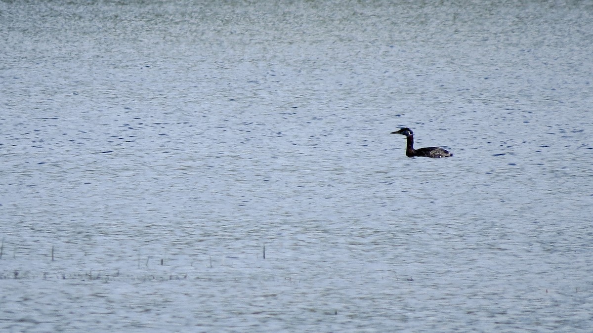 Red-necked Grebe - ML569005441