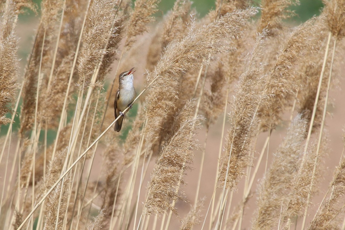 Great Reed Warbler - Ömer Şahin