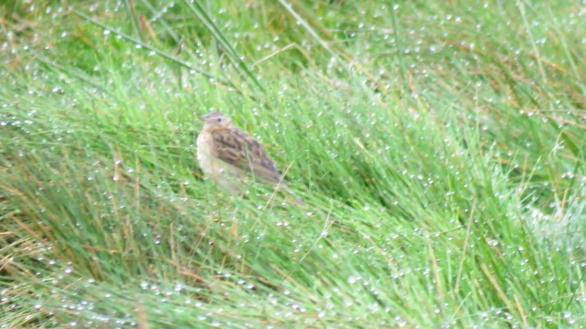 Paramo Pipit - Tim Forrester