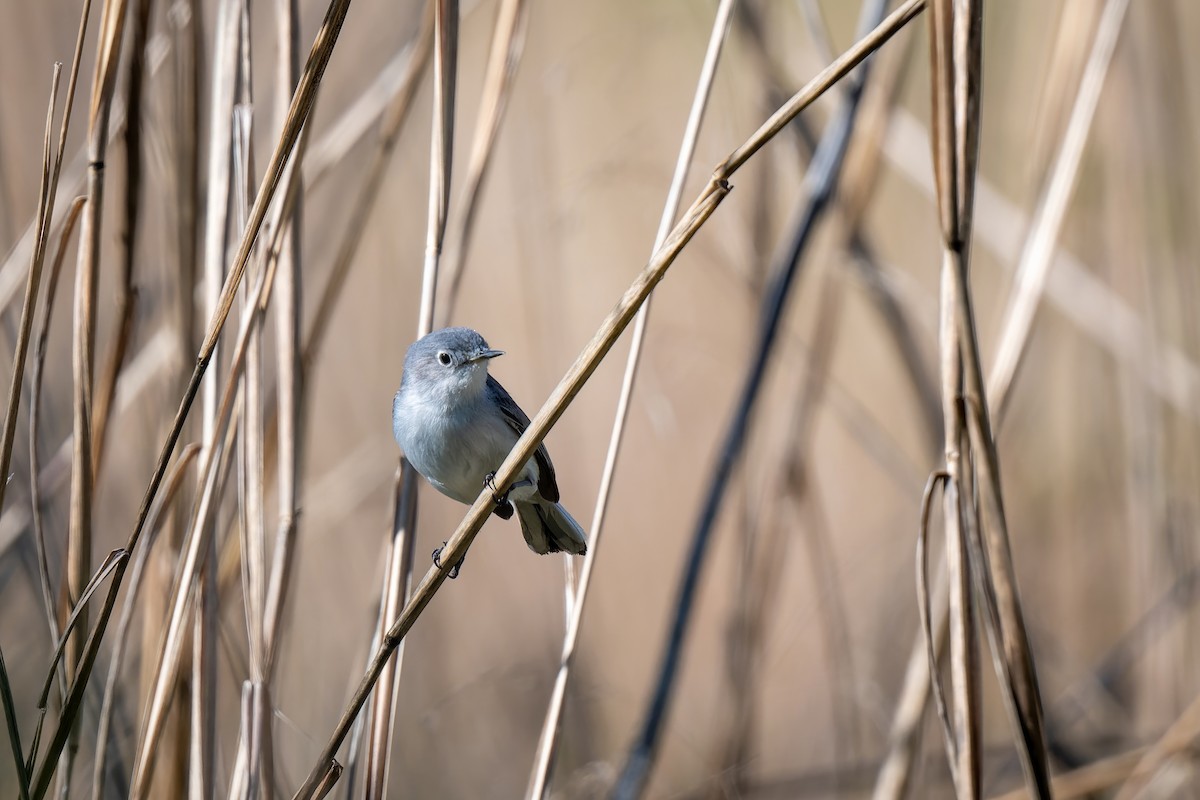 Blue-gray Gnatcatcher - ML569006521