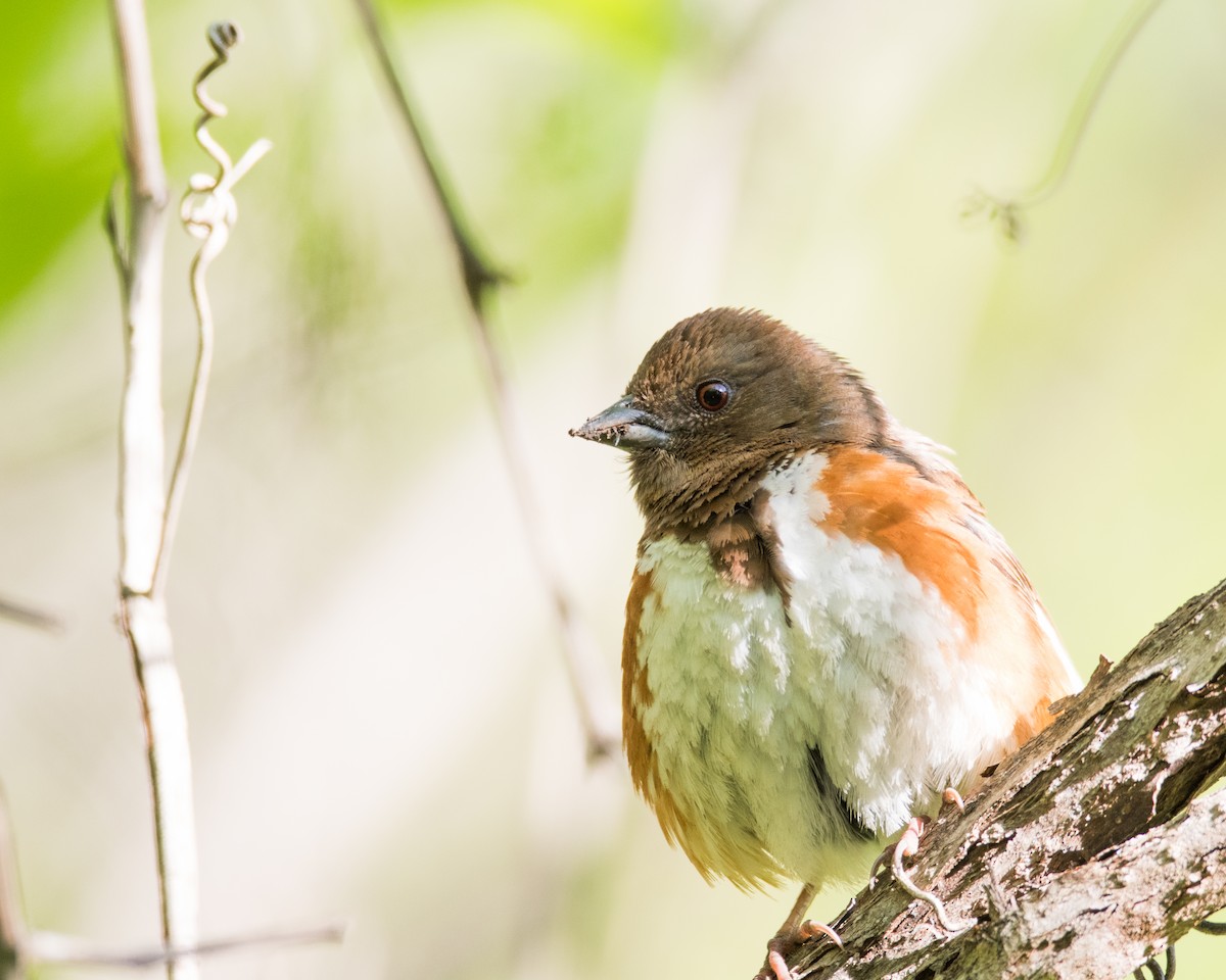 Eastern Towhee - ML56900711