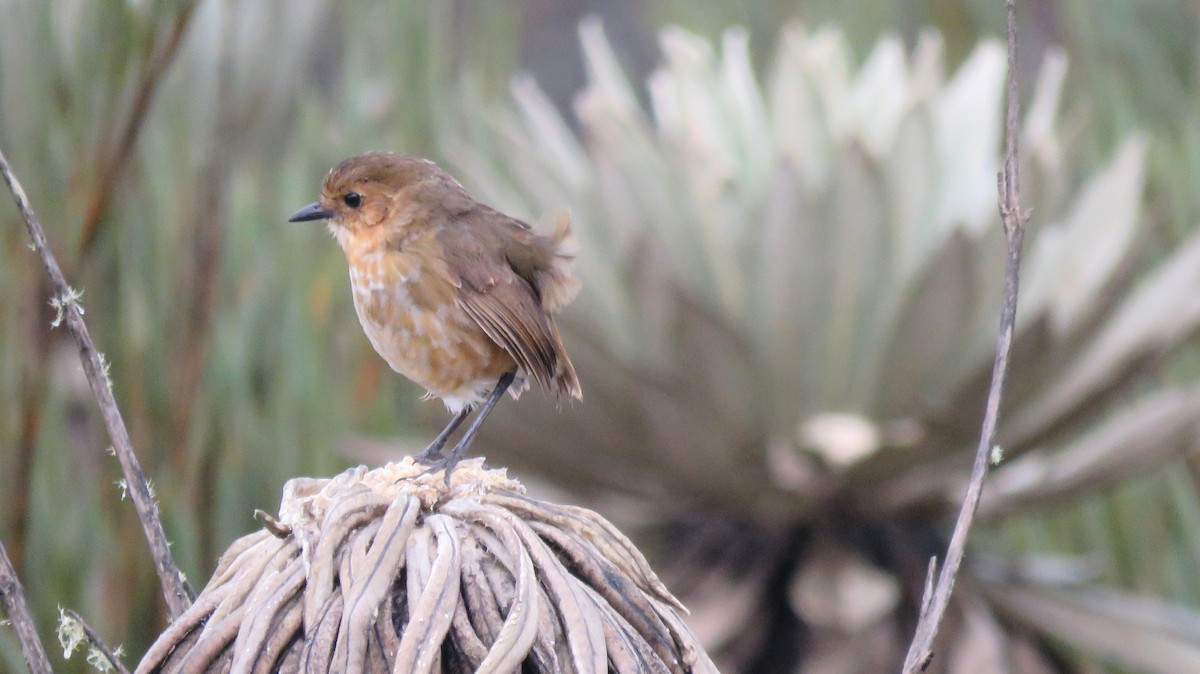 Boyaca Antpitta - ML56900721