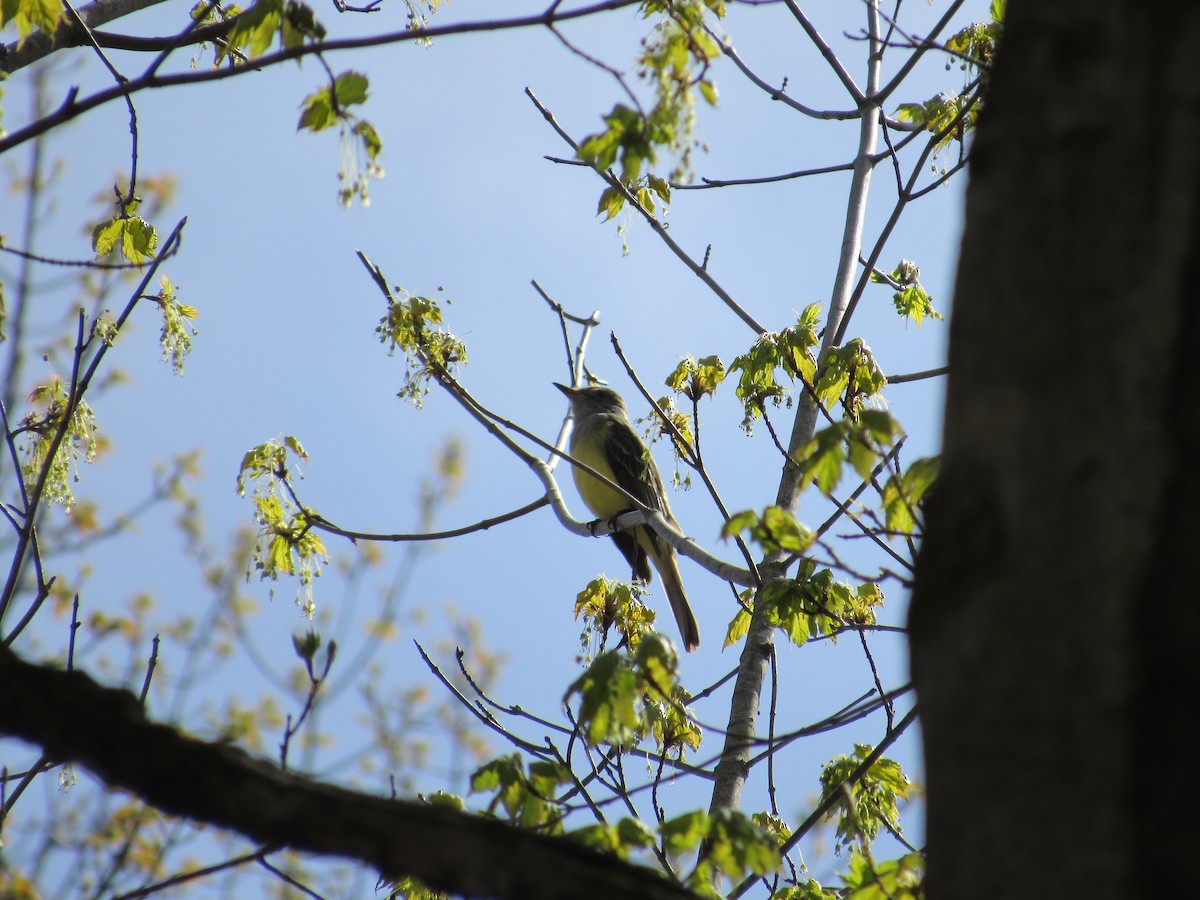 Great Crested Flycatcher - Robert Linfield