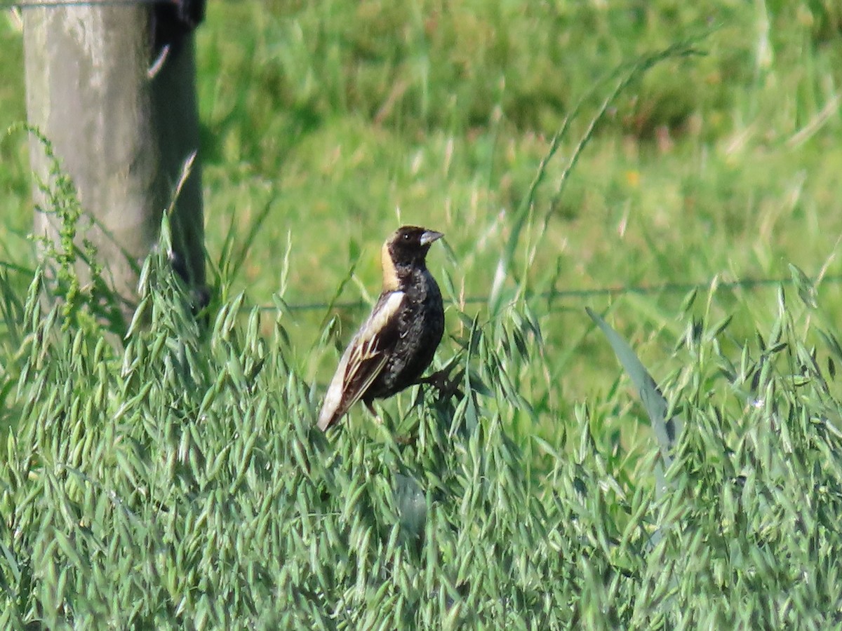 bobolink americký - ML569007311