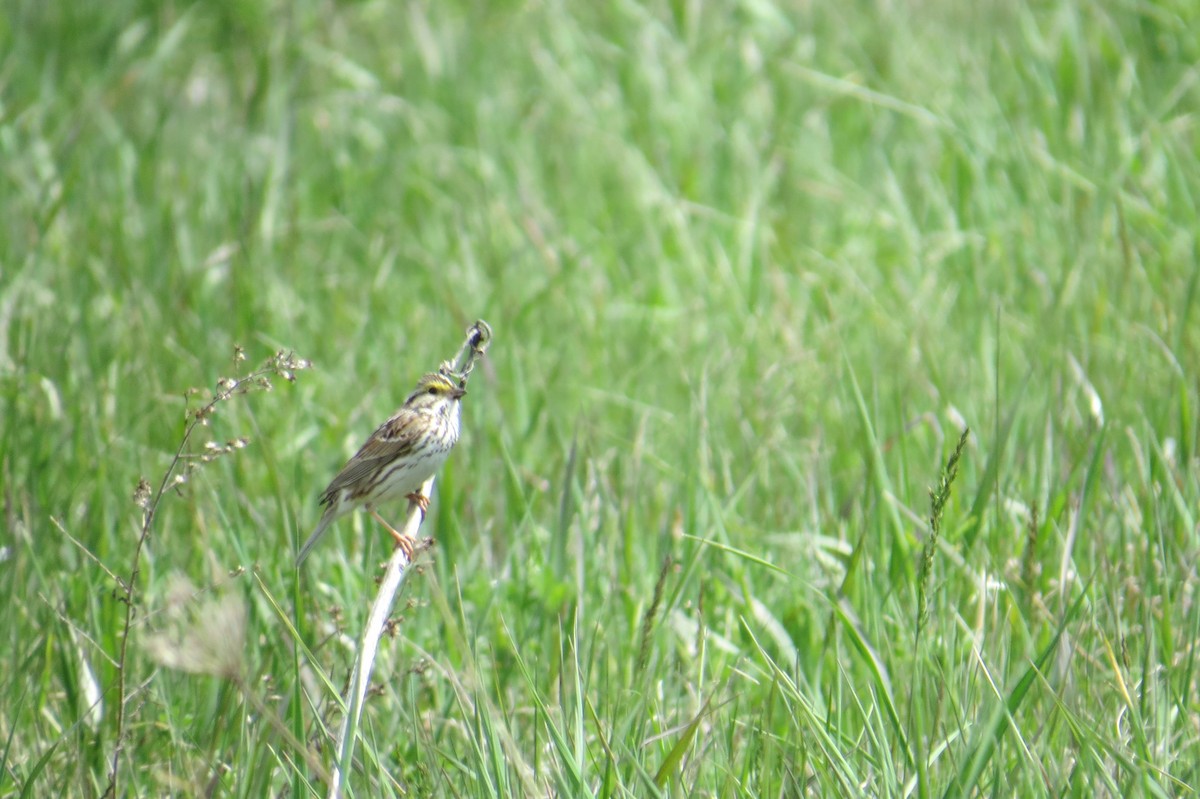 Savannah Sparrow - ML569007801