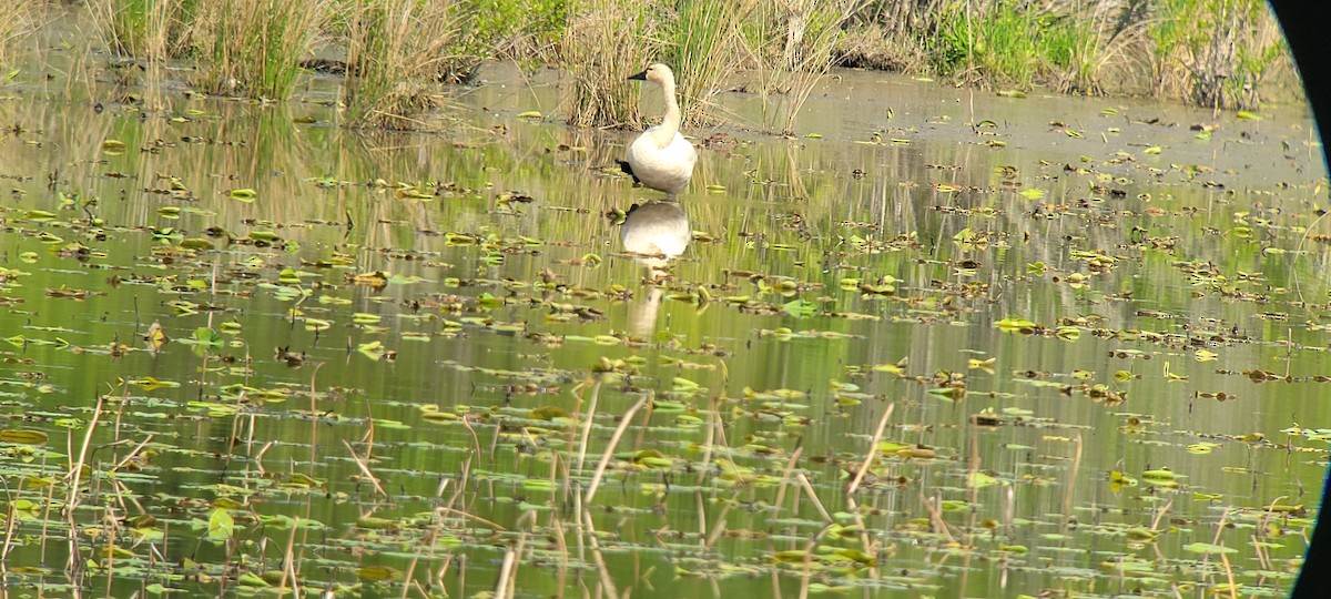 Tundra Swan - ML569009901