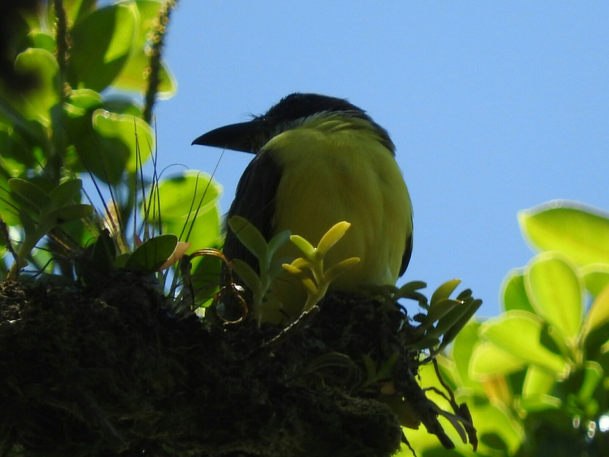 Boat-billed Flycatcher - ML569010081