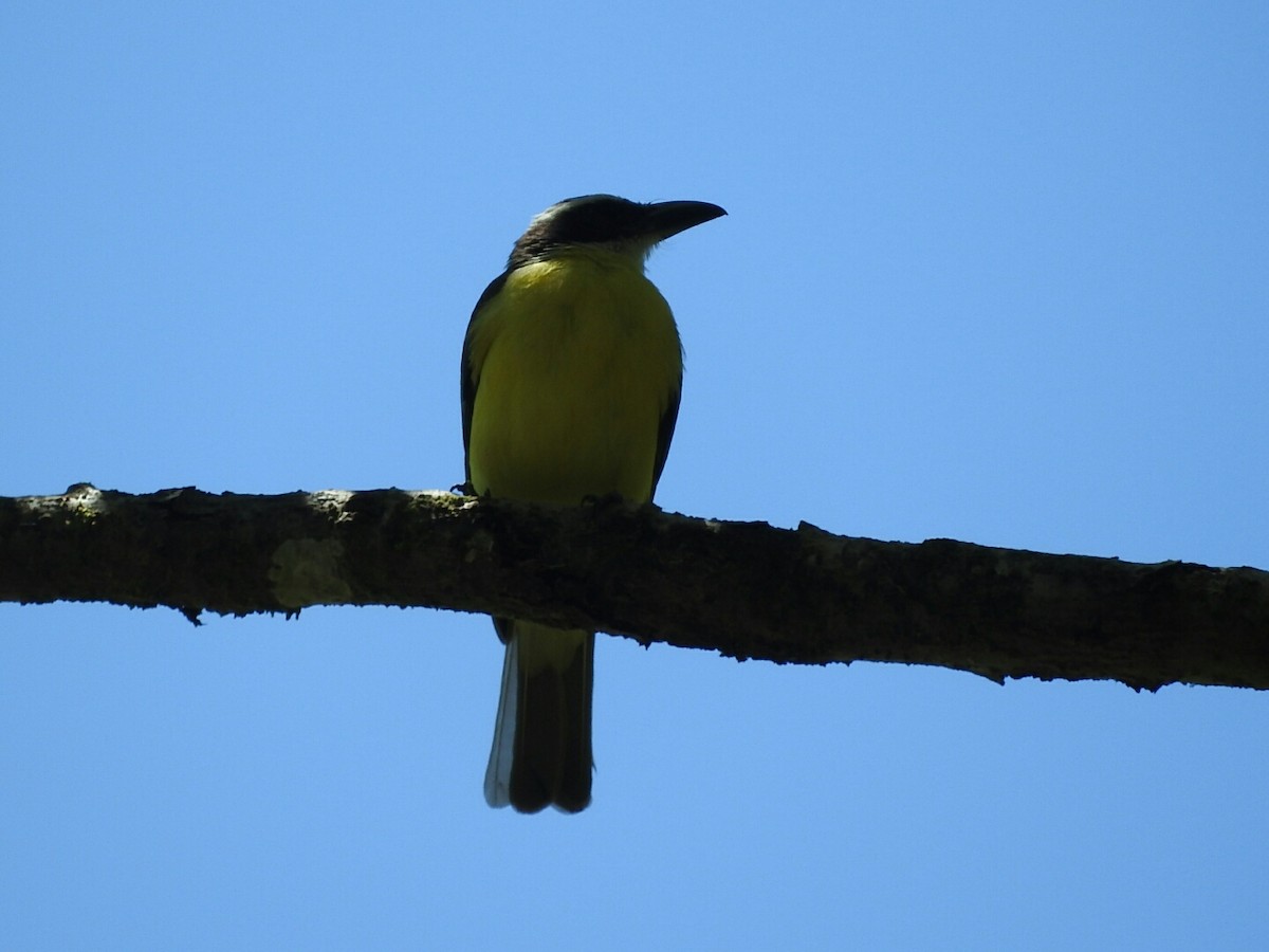 Boat-billed Flycatcher - ML569010101