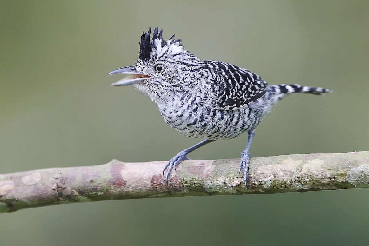 Barred Antshrike - ML56901031