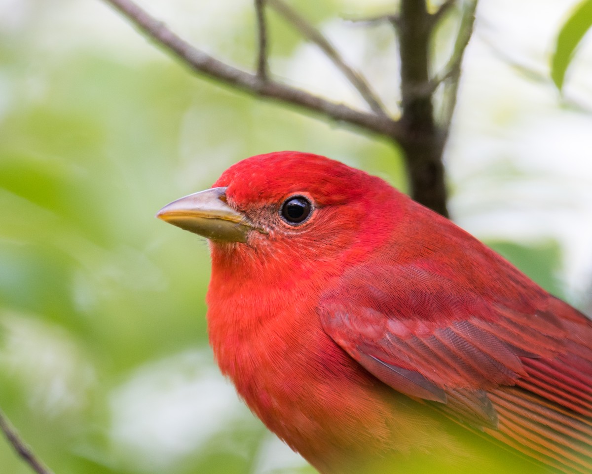 Summer Tanager - ML56901061