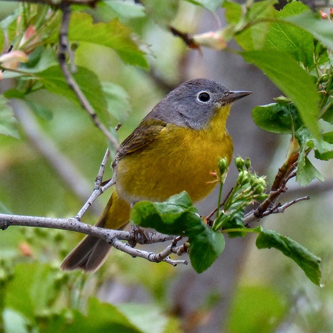 Nashville Warbler - ML569011051