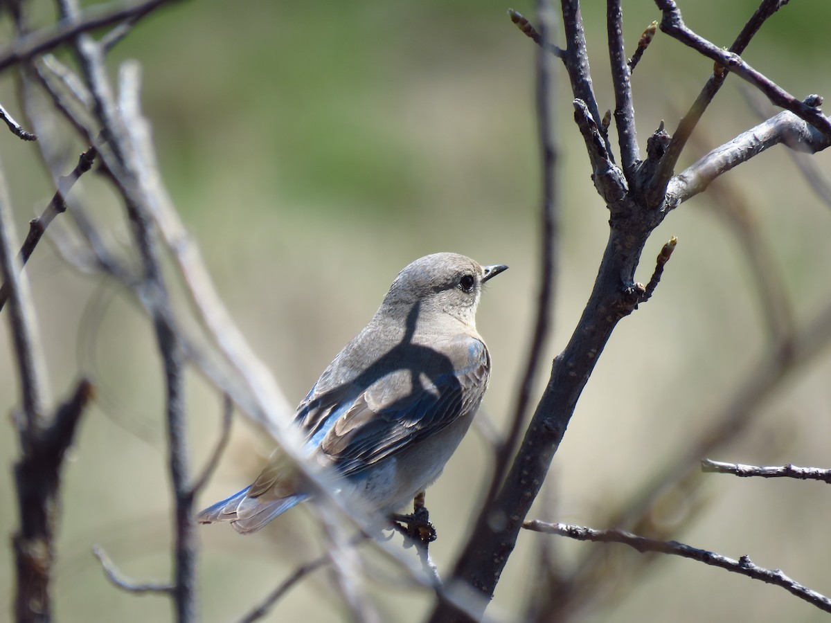 Mountain Bluebird - ML569011531