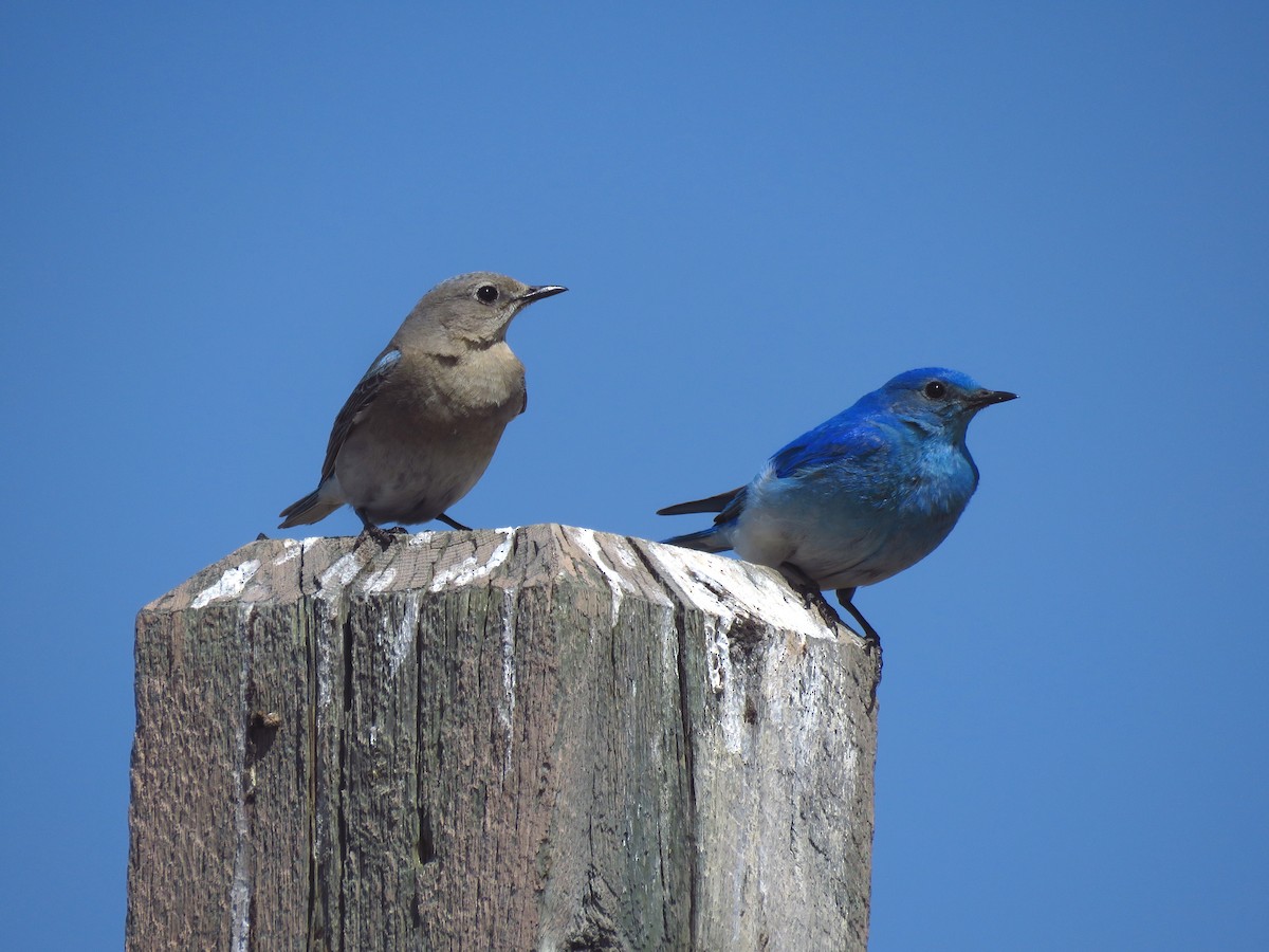 Mountain Bluebird - ML569011621