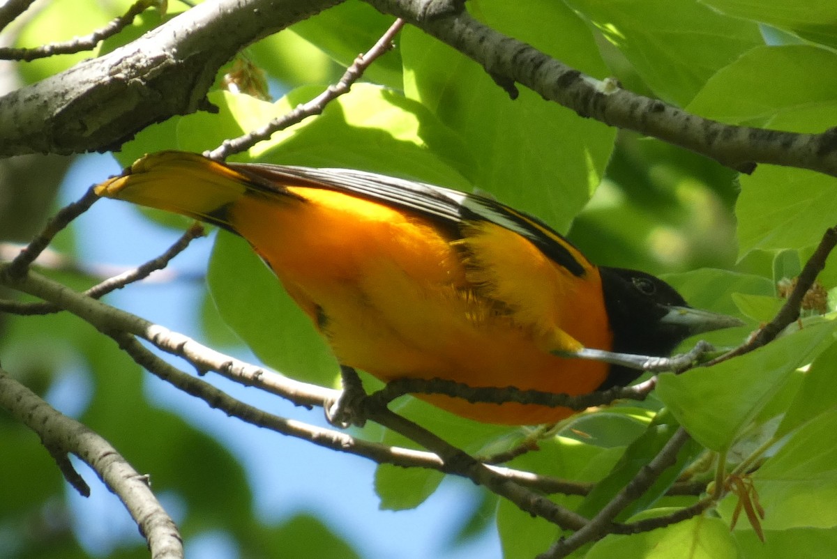 Baltimore Oriole - ML569013381