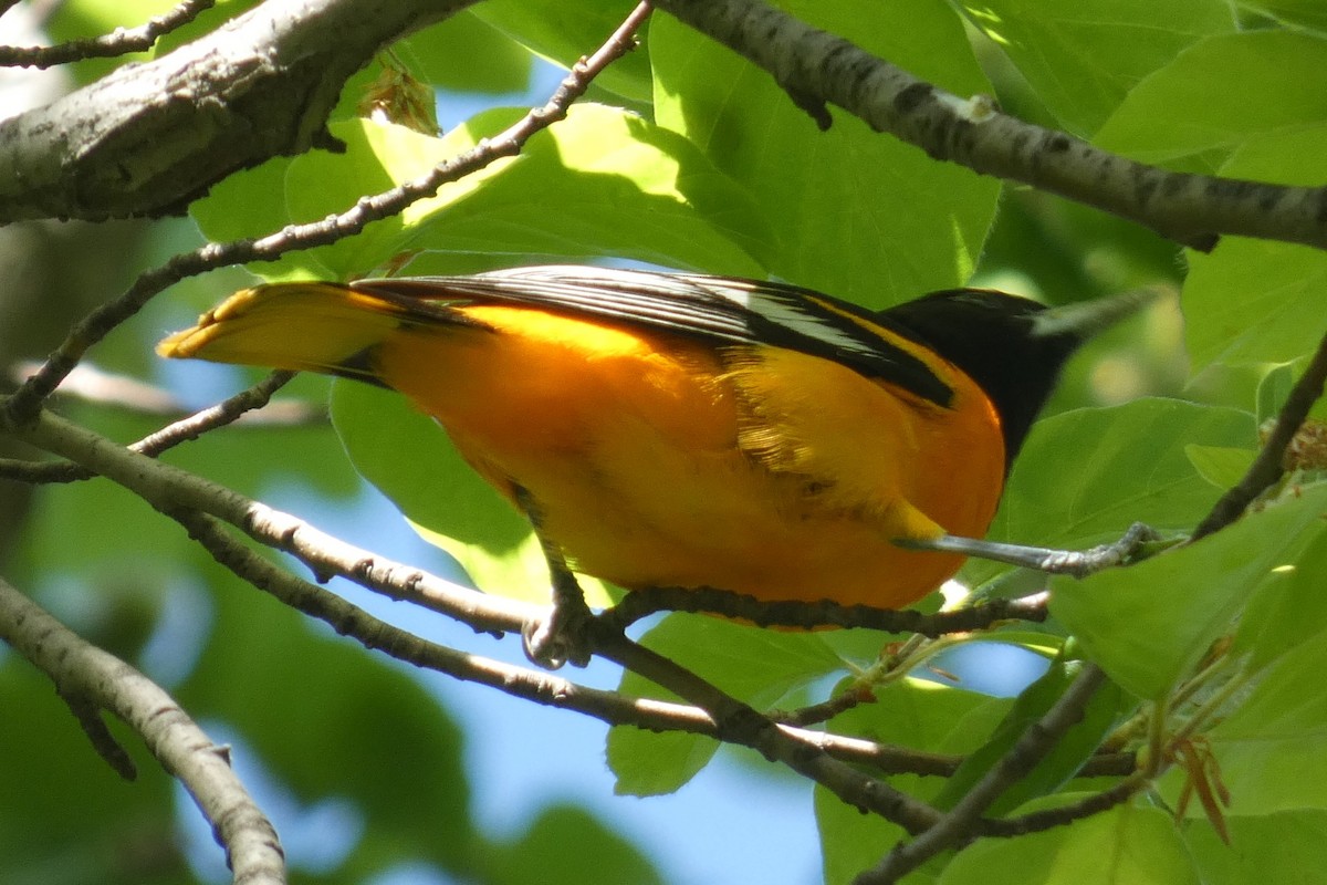 Baltimore Oriole - ML569013391