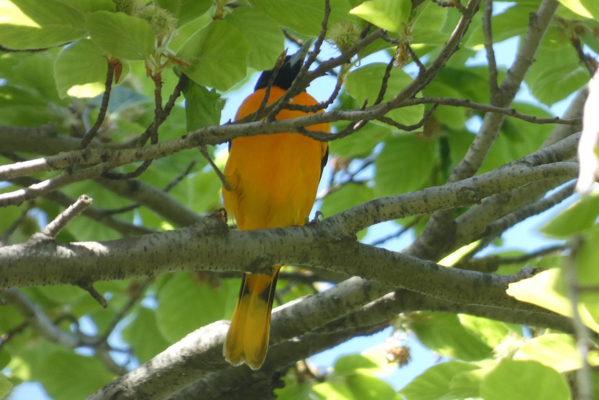 Baltimore Oriole - ML569013411