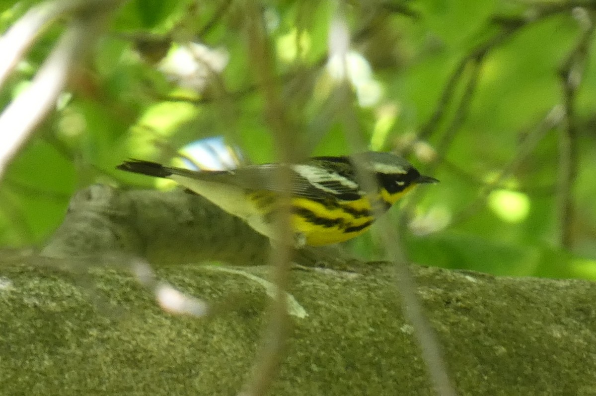 Magnolia Warbler - ML569013771