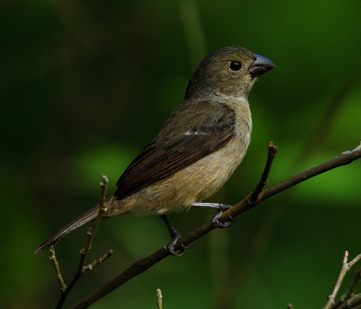 Wing-barred Seedeater (Caqueta) - ML569014061