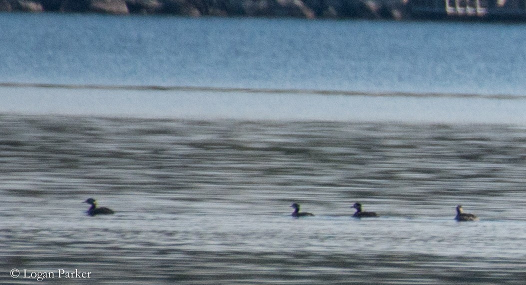 Red-necked Grebe - Logan Parker