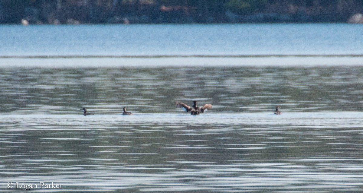 赤頸鸊鷉 - ML56901451