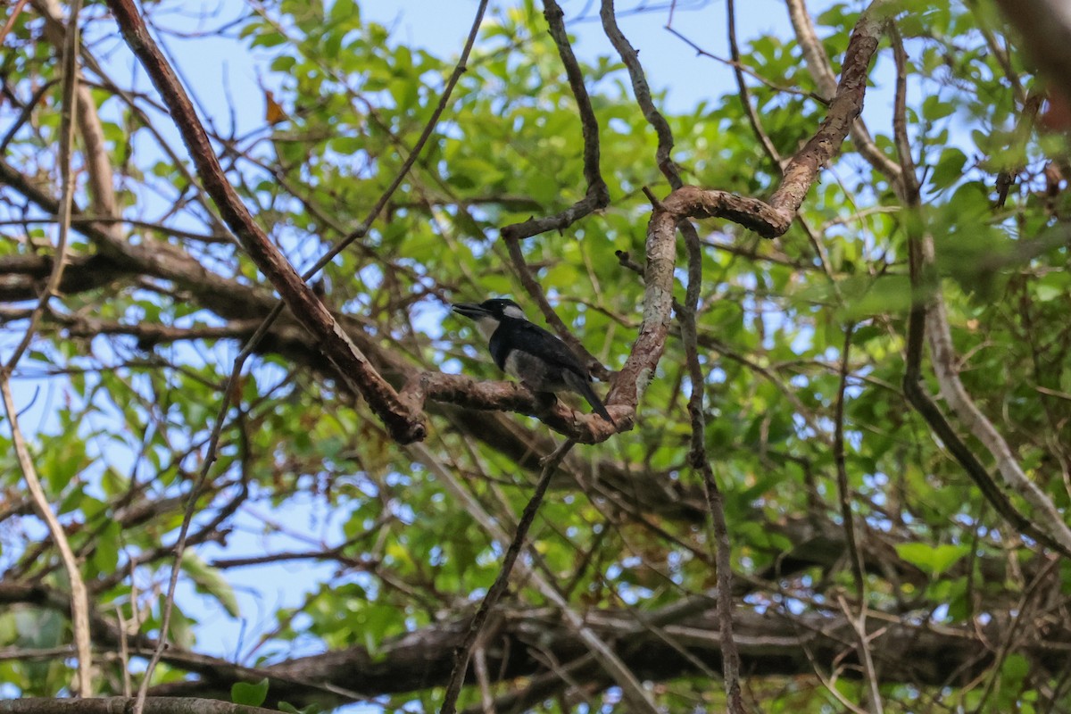 Black-breasted Puffbird - ML569014551