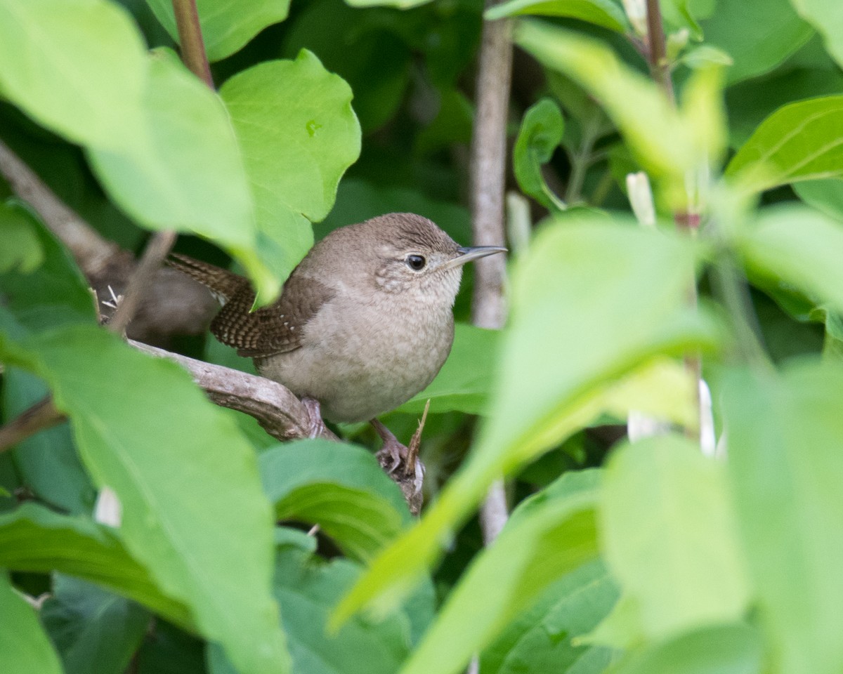 House Wren - Nic Allen