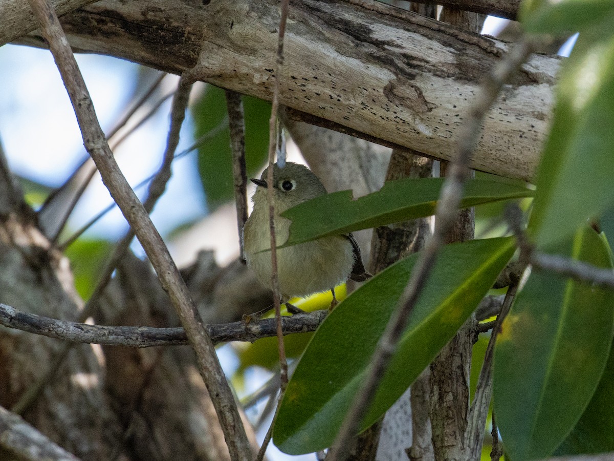 Ruby-crowned Kinglet - ML569015511