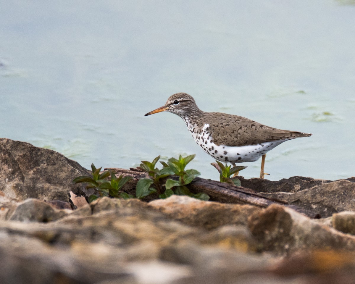 Spotted Sandpiper - ML56901631