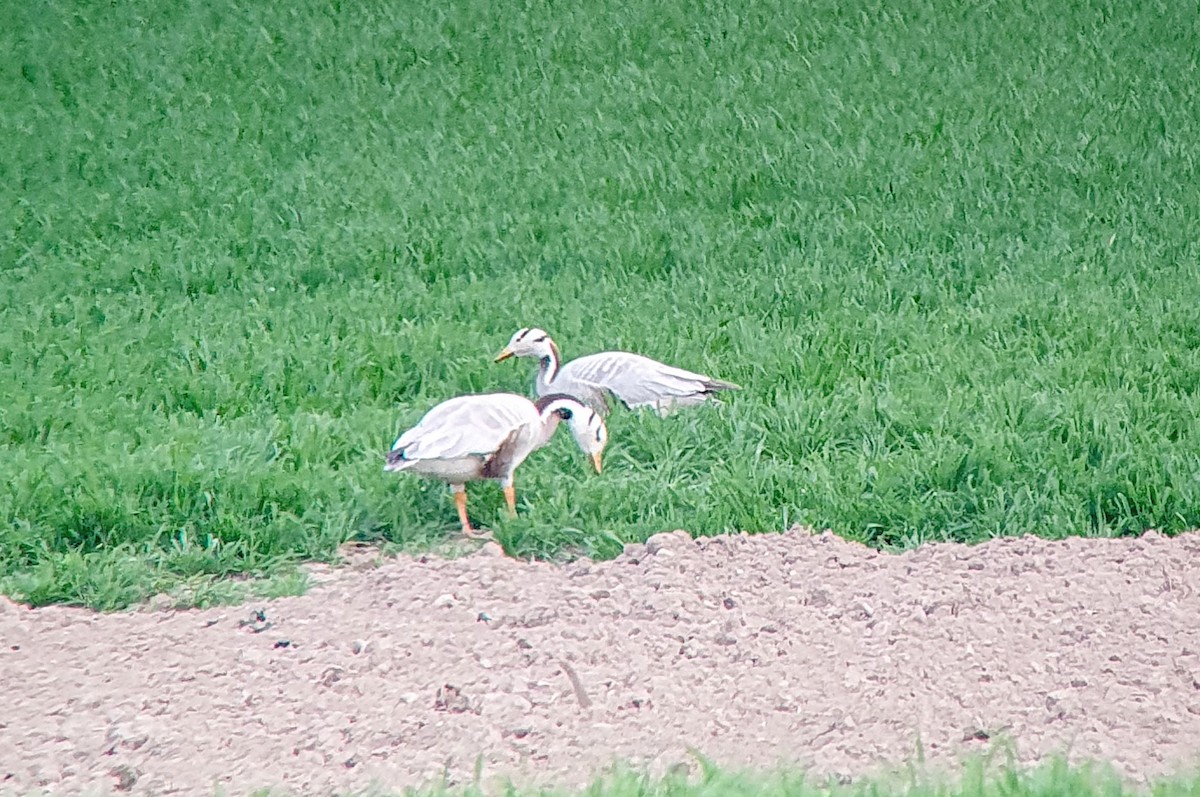 Bar-headed Goose - ML569016621