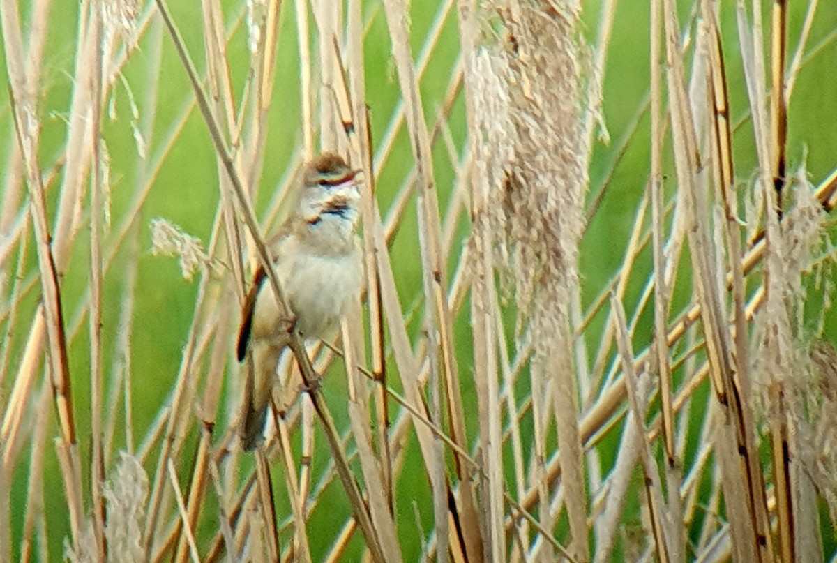 Great Reed Warbler - Hermann Josef Eckl