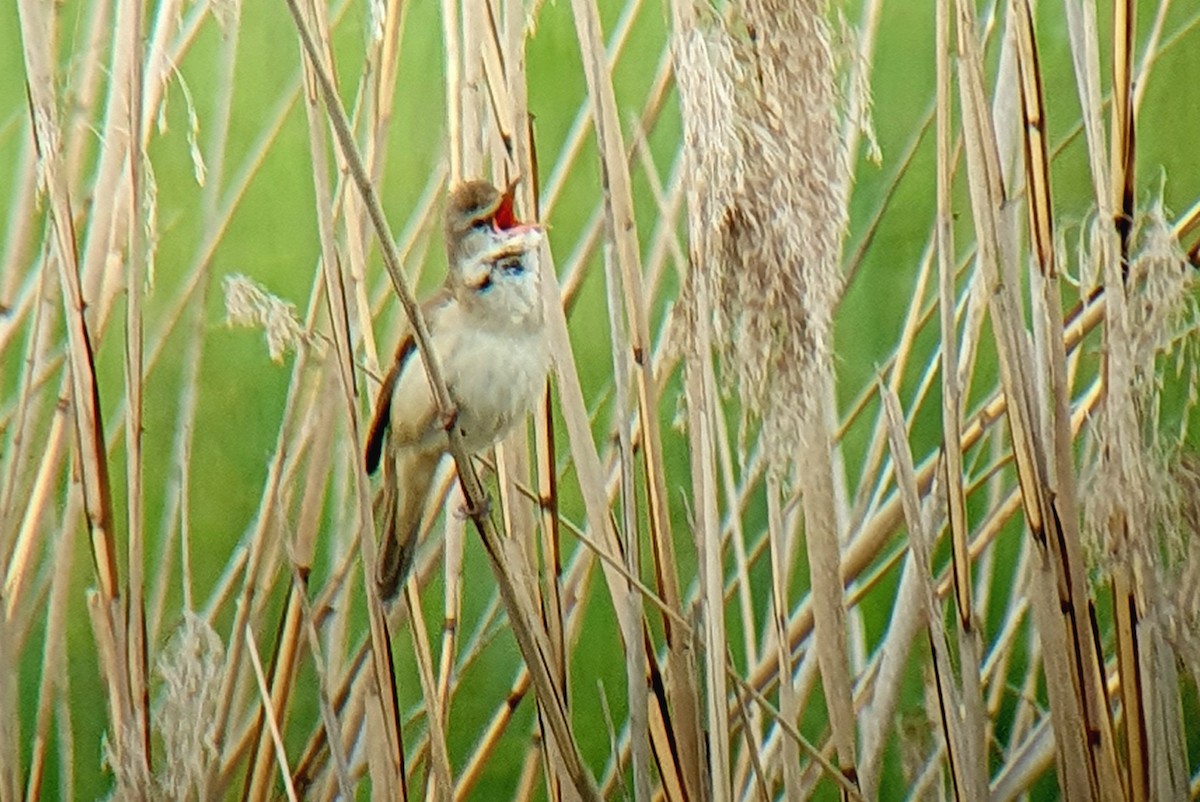 Great Reed Warbler - Hermann Josef Eckl