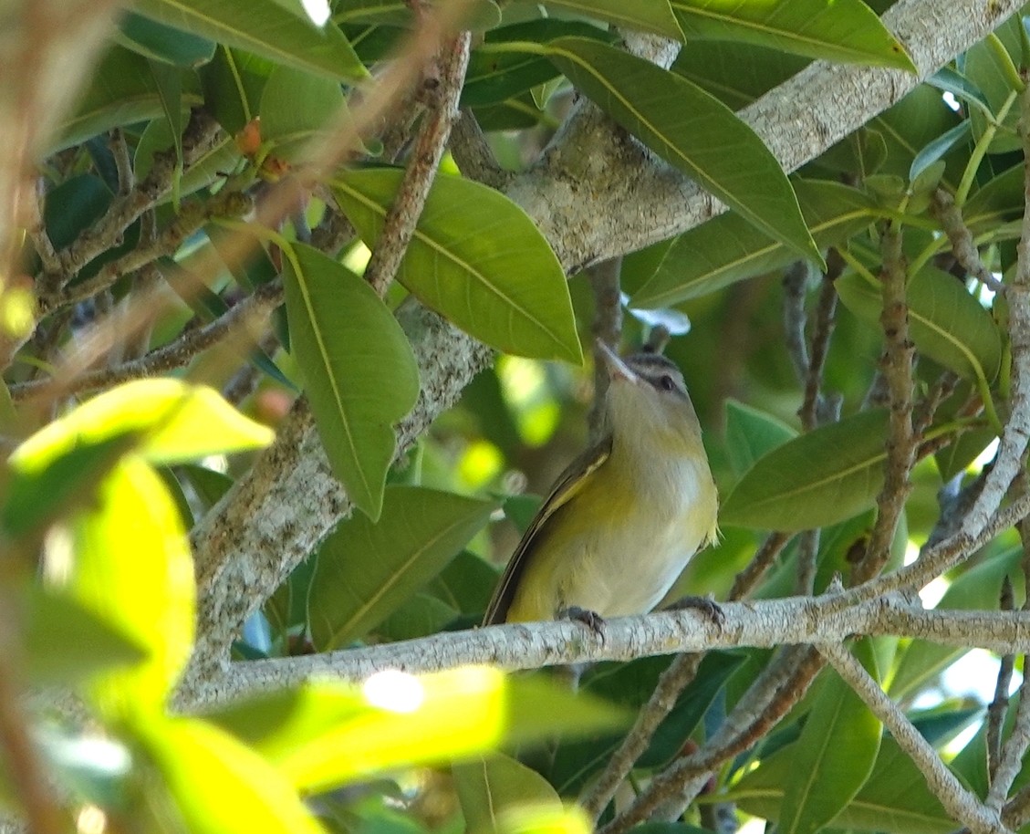 eBird Checklist - 8 May 2023 - Ted Sperling Nature Park at South Lido ...