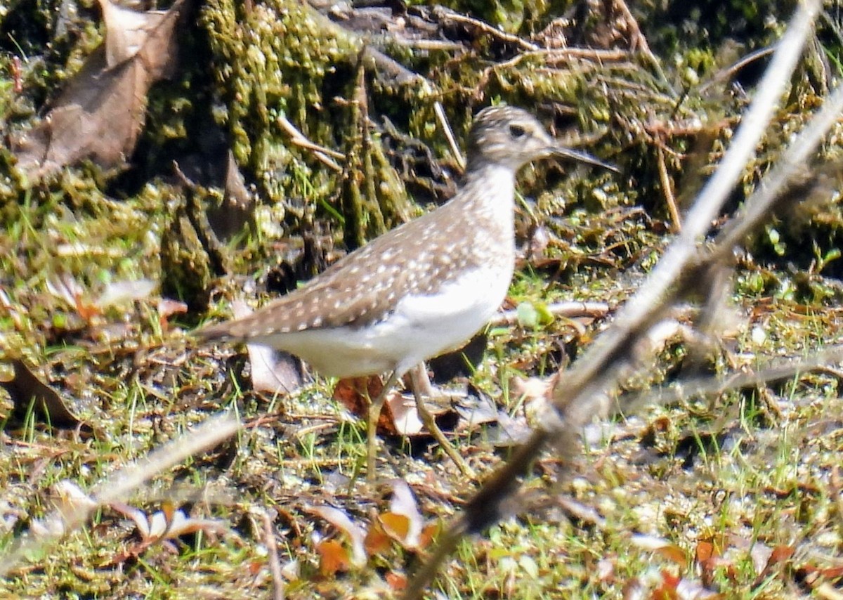 Solitary Sandpiper - ML569017331