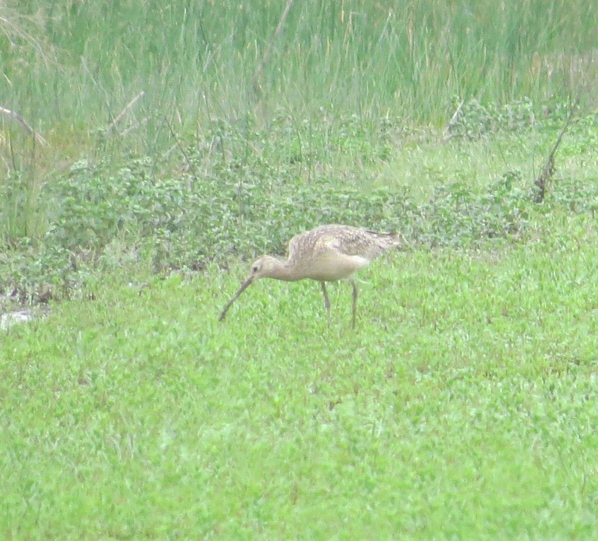 Long-billed Curlew - ML569017611